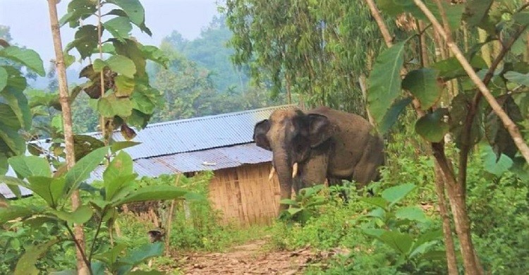 হাতির বিরুদ্ধে থানায় জিডি